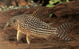 corydoras sterbai